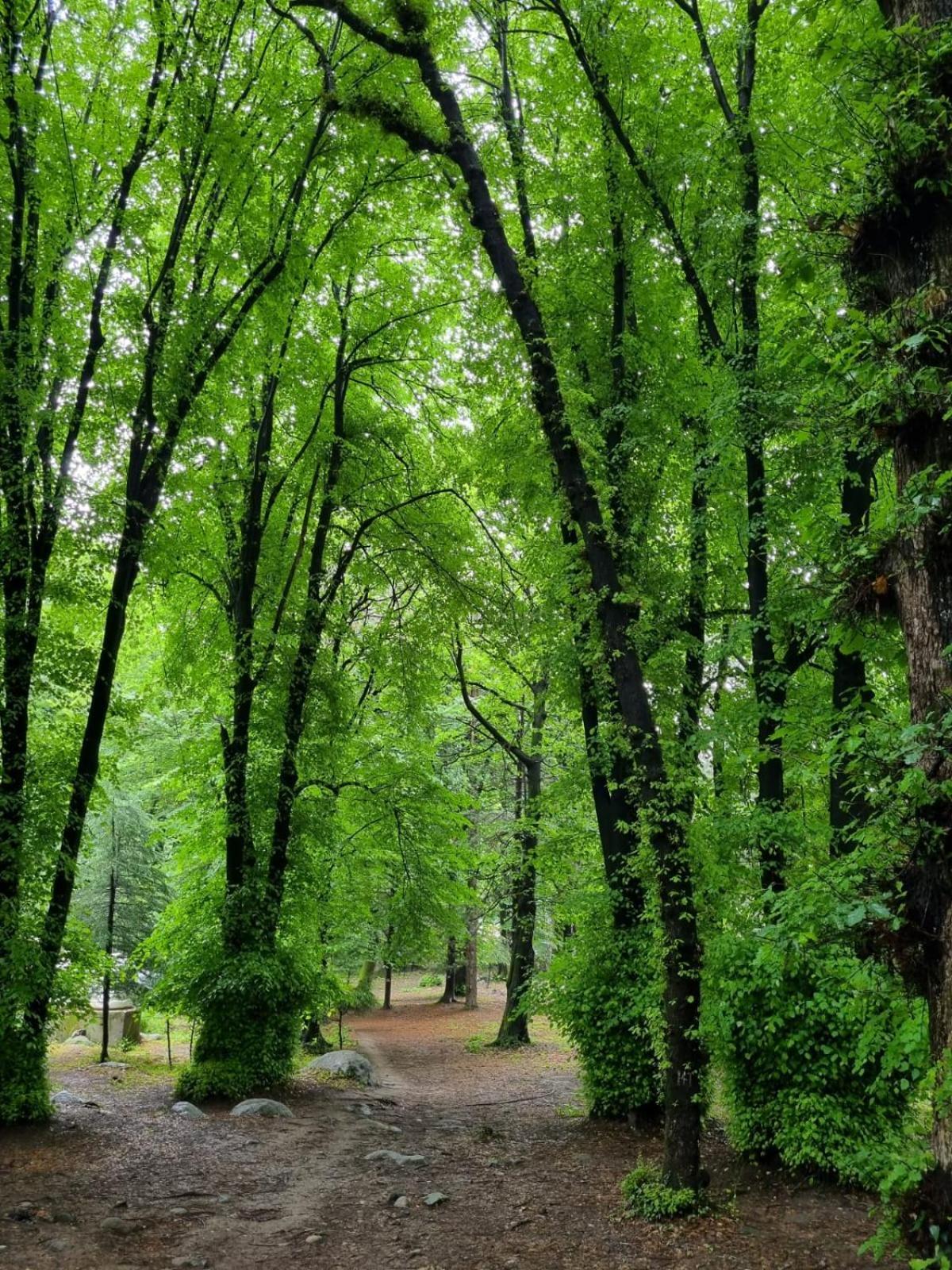 Banon Resorts Manali  Luaran gambar
